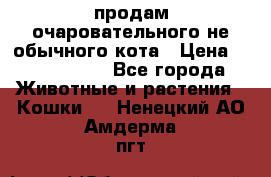 продам очаровательного не обычного кота › Цена ­ 7 000 000 - Все города Животные и растения » Кошки   . Ненецкий АО,Амдерма пгт
